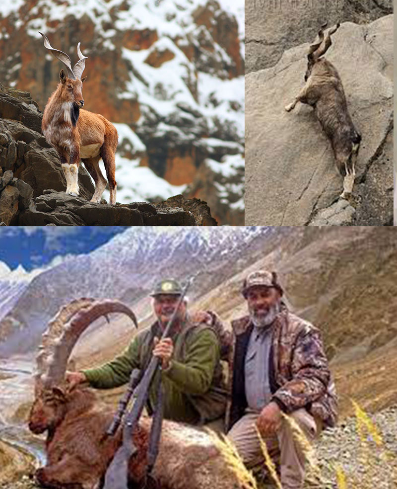HUNTING PERMIT FOR ASTORE MARKHORS FETCHES HIGHEST BID